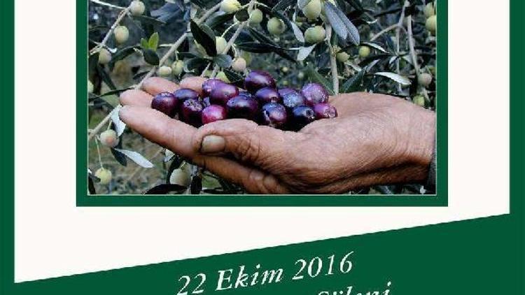 Ayvalıkta zeytin hasat şenliği