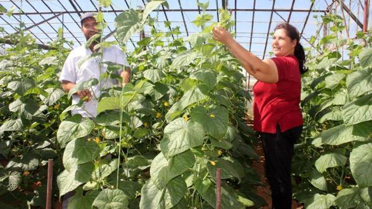 Gazipaşada hedef 400 bin ton örtü altı sebze üretimi