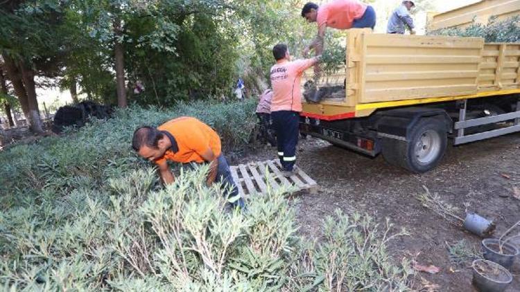 Eski sera yeni mezarlık alanı