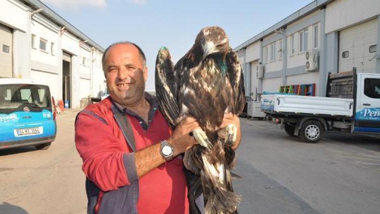 Ağaçta bulunan yaralı kartal tedavi altına alındı