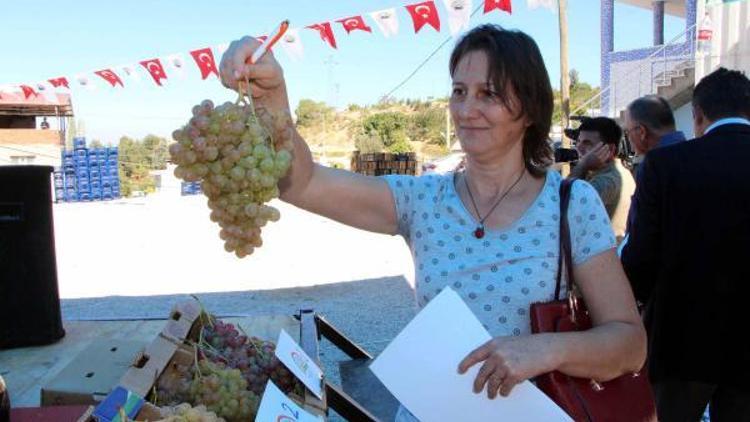 Seydikemerde bağ bozumu şenliği yapıldı