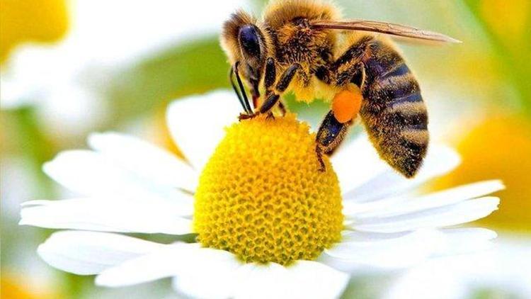 Kargodan çıkan 50 arı imha edildi