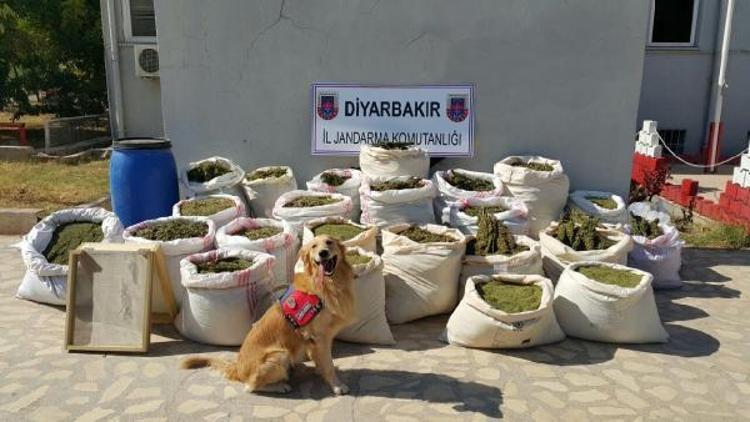 Diyarbakırda 466 kilo esrar ele geçirildi