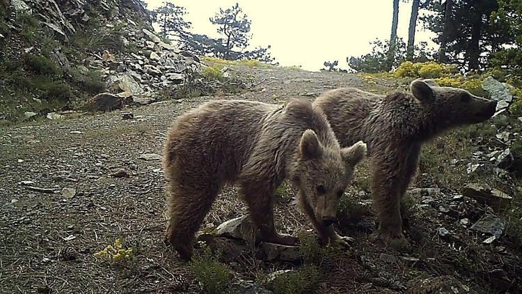 Vahşi yaşamı fotokapan görüntüledi