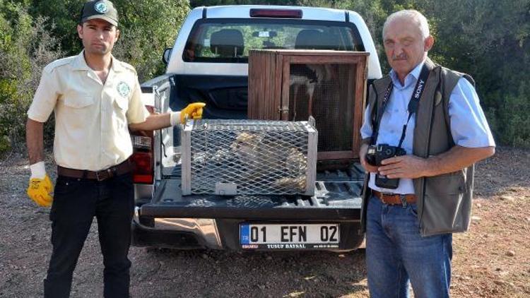 Tedavi edilen tilki doğaya bırakıldı