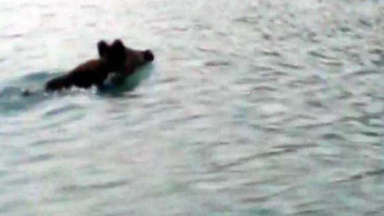 Beyşehir Gölünde yüzen yaban domuzları şaşırttı