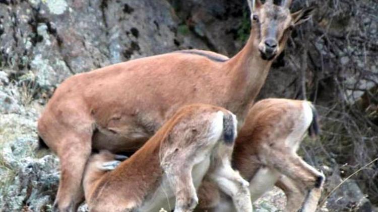 Dağ keçisi ailesinin fotoğrafını çekti