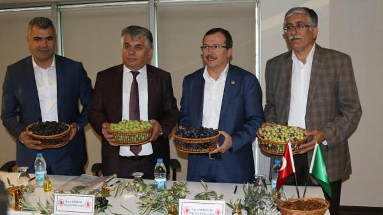 Zeytin rekoltesi arttı ancak yetersiz