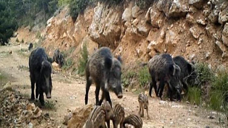 Burdur yaban hayatı fotokapanla görüntüleniyor