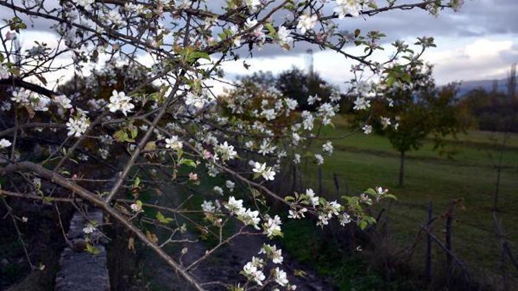 Posofta elma ağacı çiçek açtı