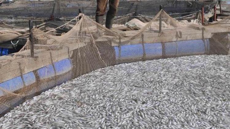 Büyük Menderesteki kirlilik, çiftlikteki 1.5 milyon balığı telef etti