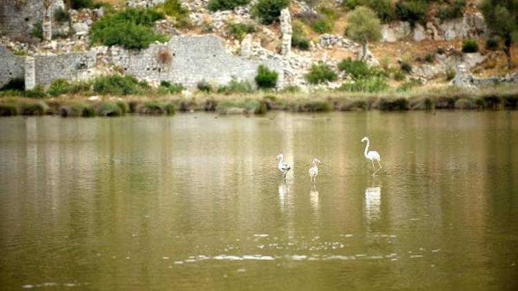 Noel Baba Kuş Cennetinin son konukları flamingolar