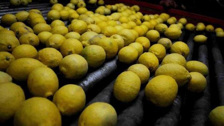Limon üreticisinin gözü Rusya pazarında