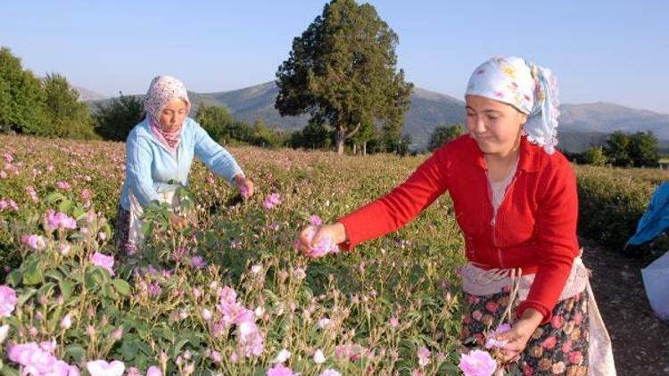 Güle destek umudu, darbe kalkışmasına takıldı