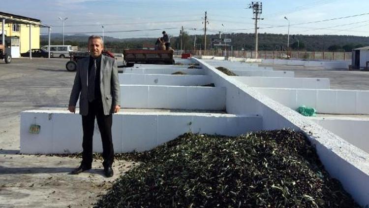 Tariş, Ayvalıkta zeytin rekolte beyanlarını almaya başladı