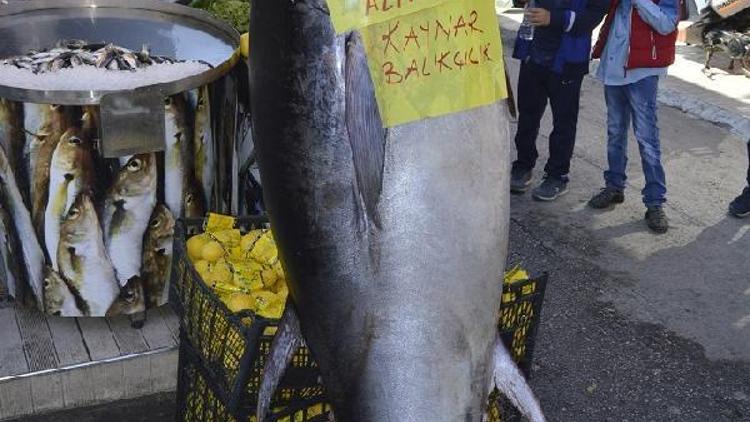 200 kiloluk balık görenleri şaşkına çevirdi