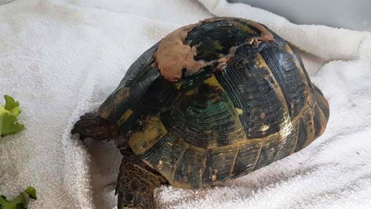 Kaplumbağanın kırılan kabuğuna özel dolgu ile onarım