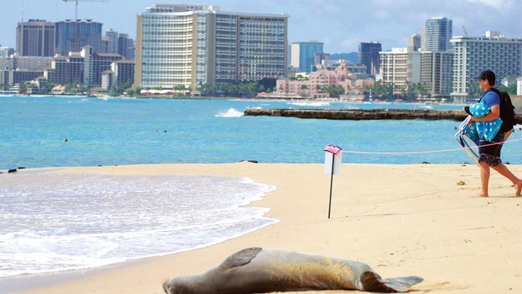 Hawaii foklarına kedi dışkısı tehdidi