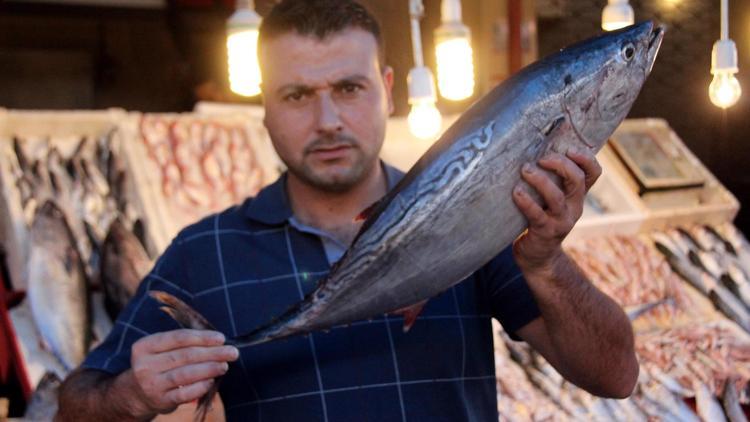 Balıkçıların ağına 8 kiloluk dev palamutlar takıldı