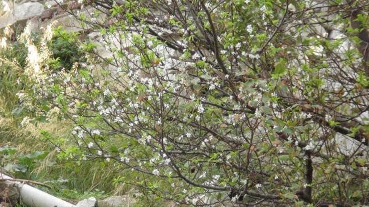 Bandırma’da erik ağacı çiçek açtı