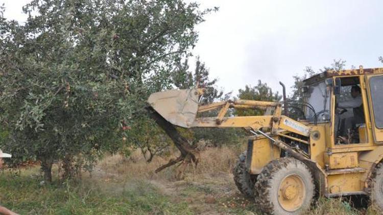 Çivrilde ürünü para etmeyen elma üreticileri ağaçları kökünden söküyor