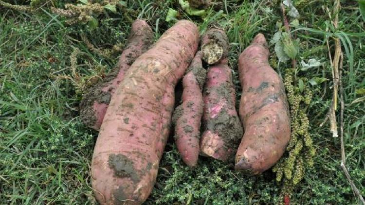 İnegölde turp gibi patates