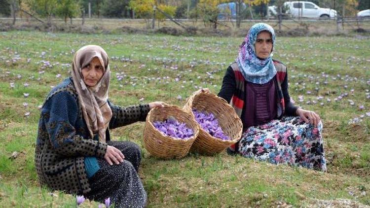 Karabükte safran ekimine teşvik