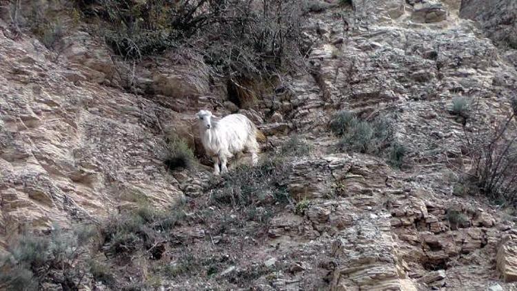 İtfaiye, dağda mahsur kalan keçiyi kurtardı