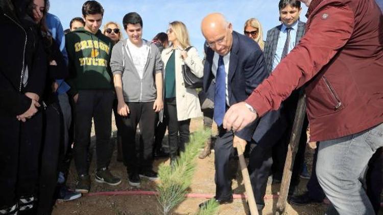 Yenimahallede çamlar toprakla buluştu