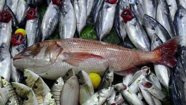 Amatör balıkçının oltasına 10 kiloluk mercan balığı takıldı