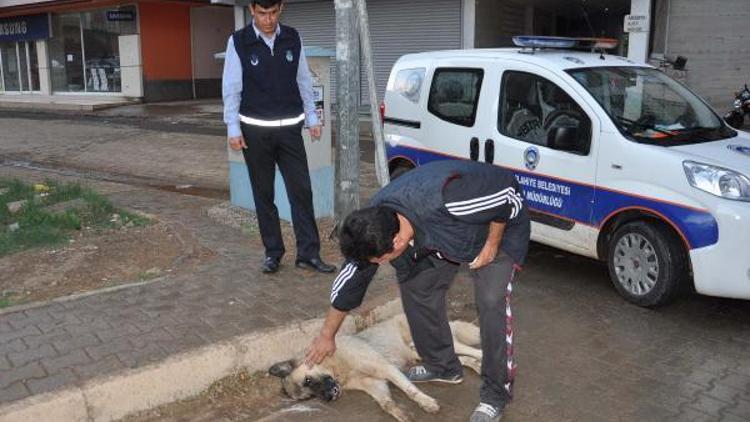 Zehirlenen köpek kurtarılamadı