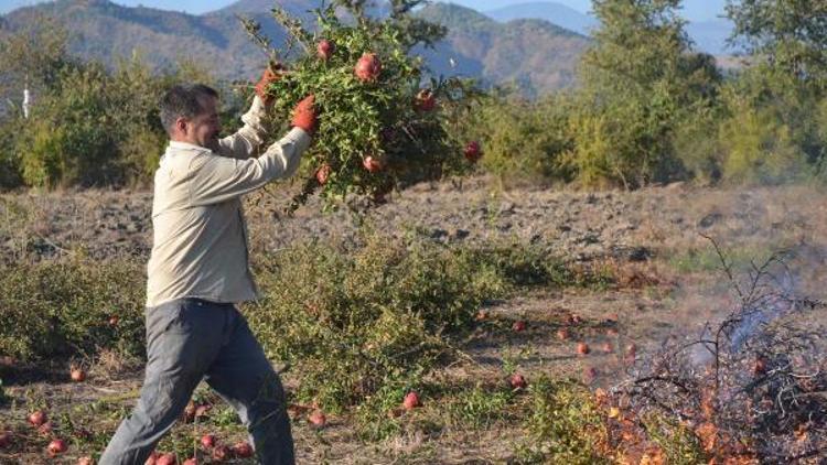 Ürün para etmeyince 450 nar ağacı kışlık odun oldu