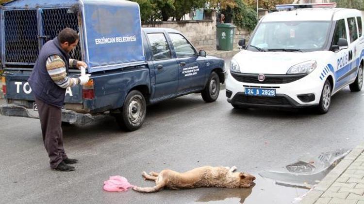 Çocuklara saldıran köpekleri tüfek ile vurdu