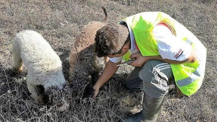 Köpeklerin bulduğu trüf ormanı korumaya alındı