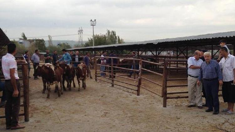 Genç Çiftçilere Boğa ve Düve dağıtımı yapıldı