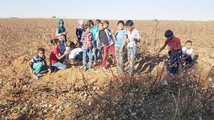 Harran’da, öğrencilere pratik eğitim