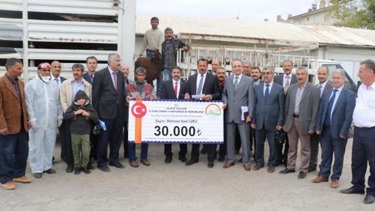 Elazığda çiftçilere 440 baş mor karaman koyunu dağıtıldı