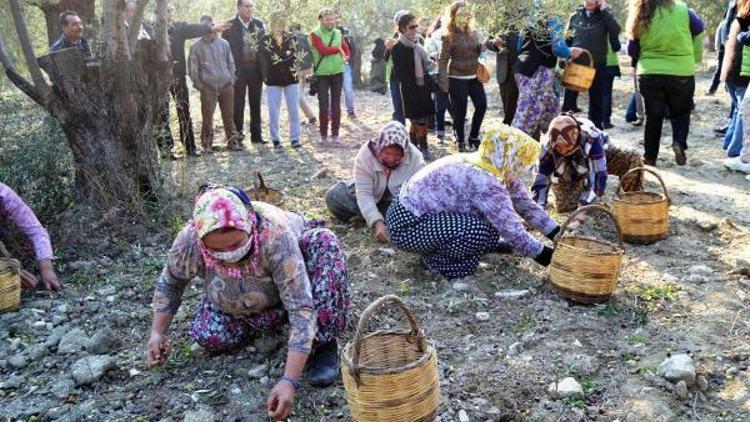 Ayvalıkta zeytin hasat günleri başlıyor