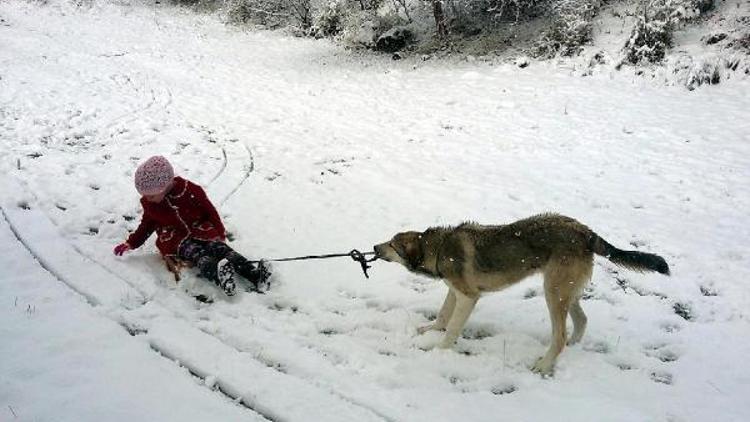 Sudenaza kızak kaydıran köpek