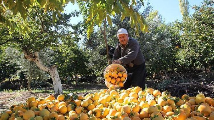 Kahramanmaraşta hurma hasadı