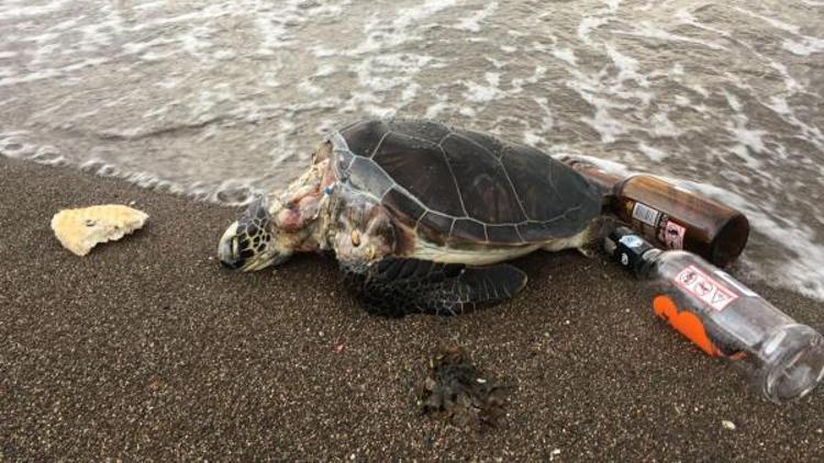 Marmariste ölü Caretta Caretta kıyıya vurdu