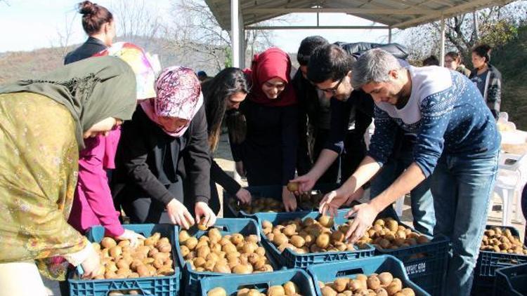 OMÜ Ziraat fakültesi öğrencileri kivi hasadı yaptı