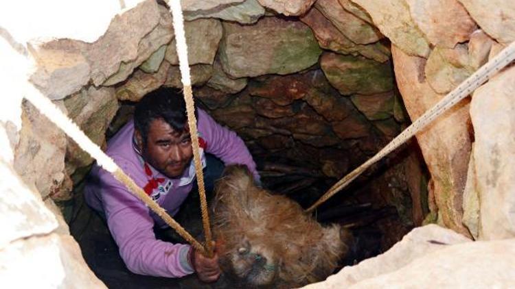 Söğle peyniri 2 ay kar dolu kuyuda bekletilerek yapılıyor