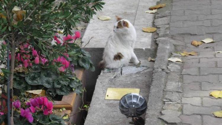 ek fotoğraf//Verdiği pozla fenomen olan Tombilinin heykeli çalındı