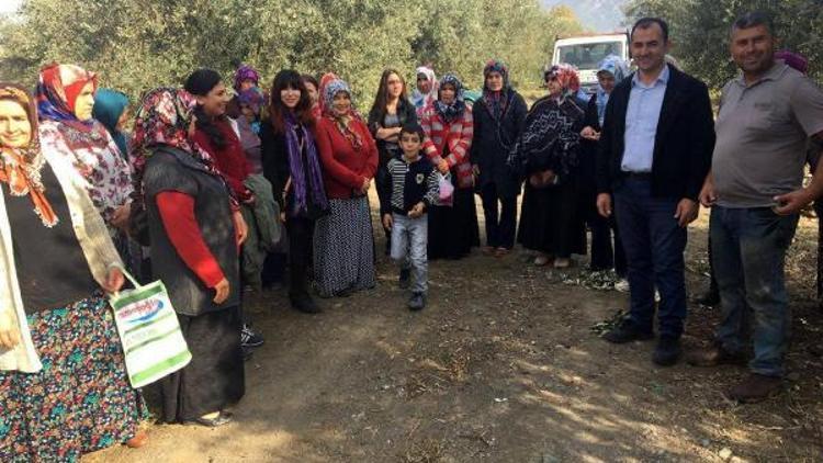 Zeytin kursiyerlerine uygulamalı eğitim