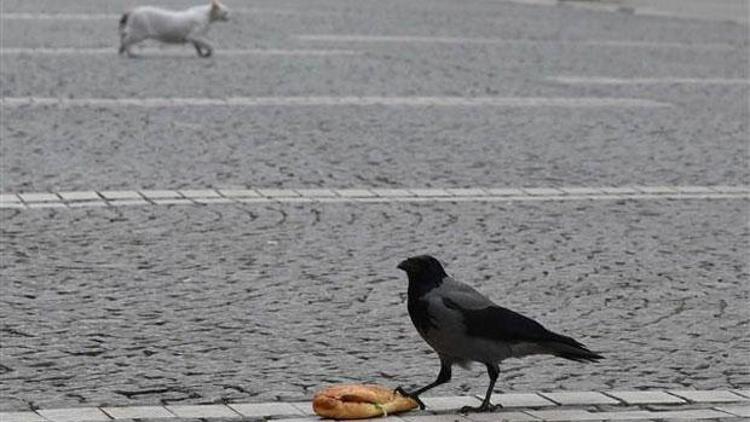 Karganın ekmek arası döner ziyafeti