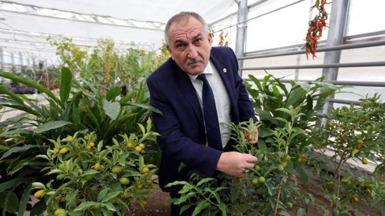 Bolu Belediyesi, üretimi azalan meyveleri korumaya aldı