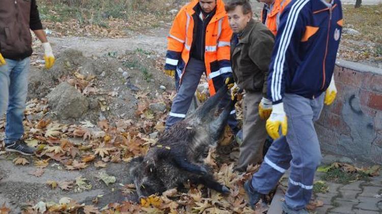 İnegöl’de tören alanının yakınına domuz leşi bırakıldı