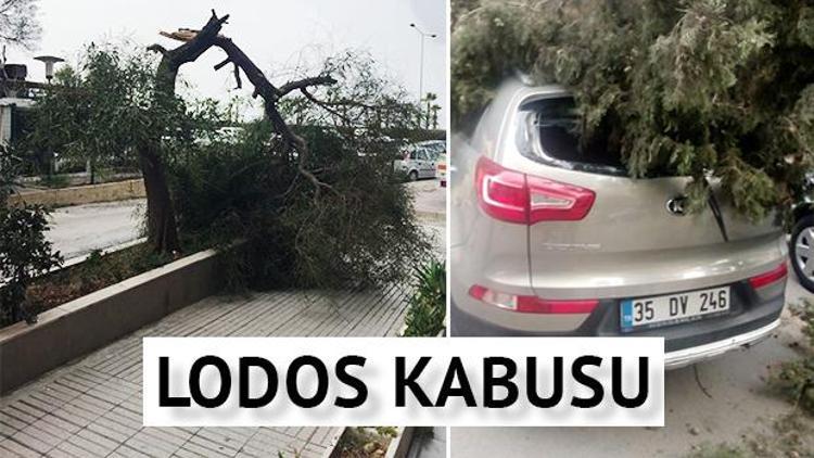 İzmir’de lodos ağaçları devirdi