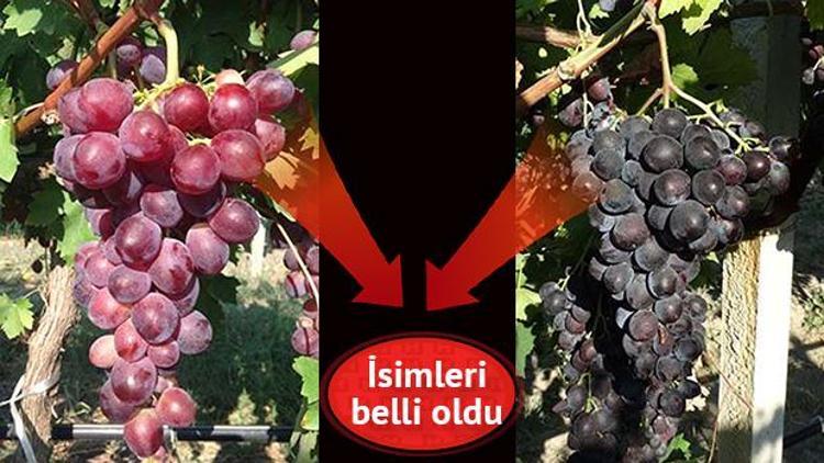 Yeni üzümlerin adları: Spil Karası, Manisa Pempesi, Mesir, Lidya ve Ece